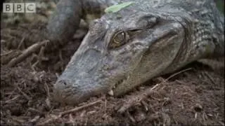 Attenborough - Baby Caymans hatching - BBC wildlife