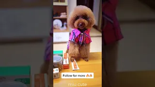 Tik Tok Chó Phốc Sóc Mini 😍 Funny and Cute Pomeranian #shorts#77