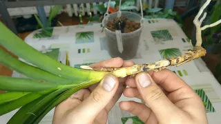 Problems With My Vanda Orchids : Fusarium, Crown Rot, Dry Stem!