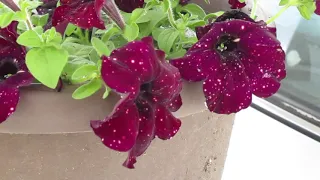 Petunias