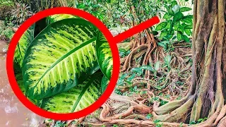 Si ves esta planta, ¡no la toques!