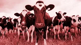 A Herd of Cows React to Doom Metal Riffs