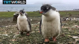 South Africa's Penguin Problem: Endangered species faces new bird flu threat