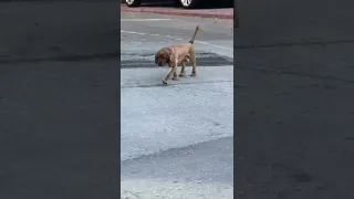 the dog peed and was hit by a car while crossing the street