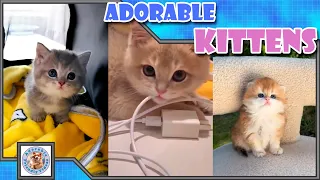 Adorable fluffy kittens, to make your day happy! Comment your favorite! #013 Subscribe for more!