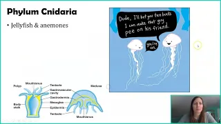 Phylum Cnidaria