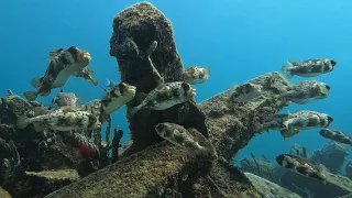 Puffers for days! Freediving the Jax (3-14-24)