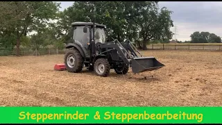 FarmVLOG #161  Steppenrinder / Dexterrinder kommen nach Hause !