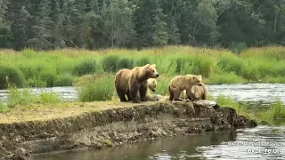 482 Brett and yearlings on the closed trail 7/19/2019