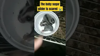 The baby sugar glider is scared crying baby joey #trending #Short #shorts #viral #sugargilderSound