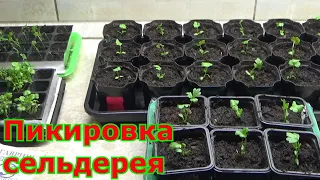 Пикировка корневого и черешкового сельдерея, в чем разница. Первый уход после пикировки сельдерея