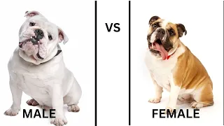 BULLDOGS  MALE VS FEMALE