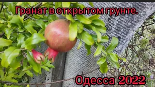 Выращивание граната в Одесской области 2022 плодоношение.