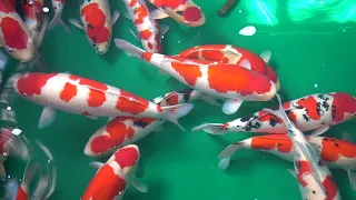 HOW TO BREED JAPANESE KOI? - DIY (Step by step breeding tutorial)