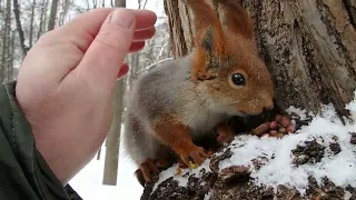 Самая ласковая белка в парке / The most affectionate squirrel in the park