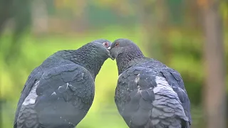 How do birds kiss?