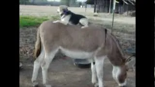 Dog Rides Donkey