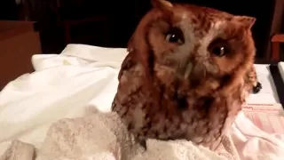 Screech Owl "Baby Hoot"