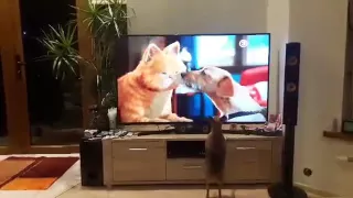 Dog vs Garfield 4