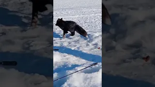 Лиса на рыбалке ворует рыбу