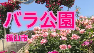 【バラ公園 福山市】世界バラ会議福山大会 2025  福山バラ祭2024  ふくやまの名を冠したローズふくやまという品種のバラを買いました！