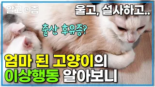 새끼 출산 후 밥도 안 먹고 시름시름 말라가는 고양이를 위한 특급 솔루션.. 고양이가 아팠던 이유는?┃고양이를 부탁해┃알고e즘