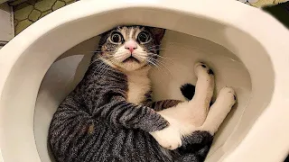 New Funny Animals 🍓 Funniest Cats and Dogs Videos 😺🐶 #164