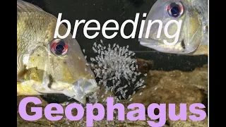 GEOPHAGUS winemilleri , BREEDING eartheater cichlids in the aquarium