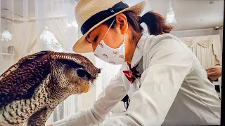 She Serves Me This In a Maid Cafe? no...an Owl Cafe ,Tokyo Akihabara