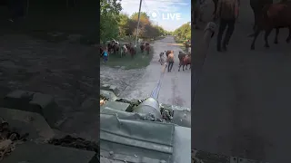 ⚡️⚡️⚡️Випасаємо корів на Бредлі