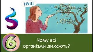 Чому всі організми дихають