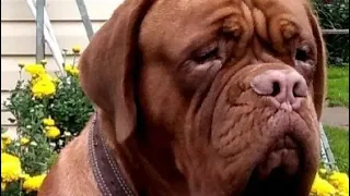 Выставка собак "Speciality" г.Москва. DOGUE DE BORDEAUX.