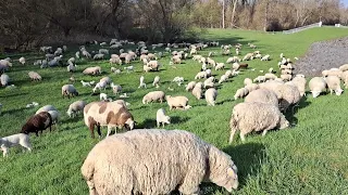 Пастух и овцы. Весна в Германии.