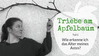 Die Triebe am Apfelbaum (Teil 1): Wie erkenne ich das Alter meines Astes