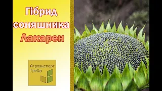 Соняшник Лакарен 🌻, опис гібриду 🌻 - насіння в Україні