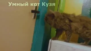 Умный кот самостоятельно открывает дверь!!!