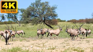 4K Animales africanos: Parque Nacional Tsavo West - Película escénica de vida silvestre