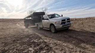 Hauling Cows to Bigger and Better Pastures on the Ranch