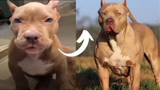 I’m a big kid now- DOGS GROW UP- Dog transformation tiktok
