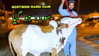 SODA Ho Gya Northern Bypass Cow Mandi | Cattle Market Karachi | Bakra Eid 2024