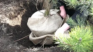 How to transplant a pine from a forest. Part one coma formation.