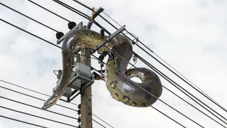 COBRA MONSTRUOSA LEVA CHOQUE MORTAL EM UM POSTE ELÉTRICO