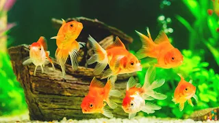 Популярные и неприхотливые аквариумные рыбки для начинающих аквариумистов! Простые аквариумные рыбки