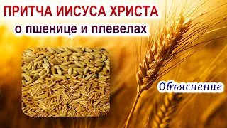Притча Иисуса Христа о пшенице и плевелах. Объяснение