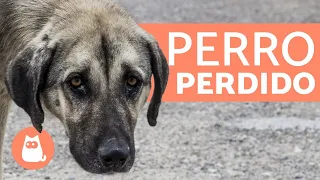 ¿Si un perro se pierde vuelve a casa?