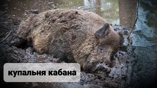 КУПАЛЬНЯ КАБАНА/ СОЛЁНЫЙ КОКТЕЙЛЬ ДЛЯ КАБАНА/