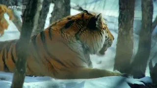 König der Natur   Der Tiger   Doku 2017 NEU HD