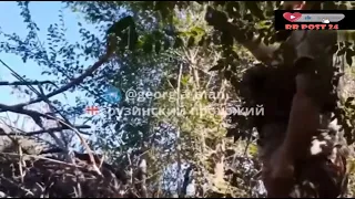 Georgian and Chechen volunteers ATTACKED the positions of the Russians in the forest, Ukraine war