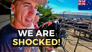 NOT WHAT WE EXPECTED! The Reality Of Dairy Farming In New Zealand, Christchurch 🇳🇿