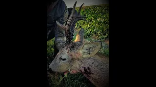 Roe buck hunting in Romania10 Rehbock Jagd in Rumänien10 Chasse des brocards en Roumanie10